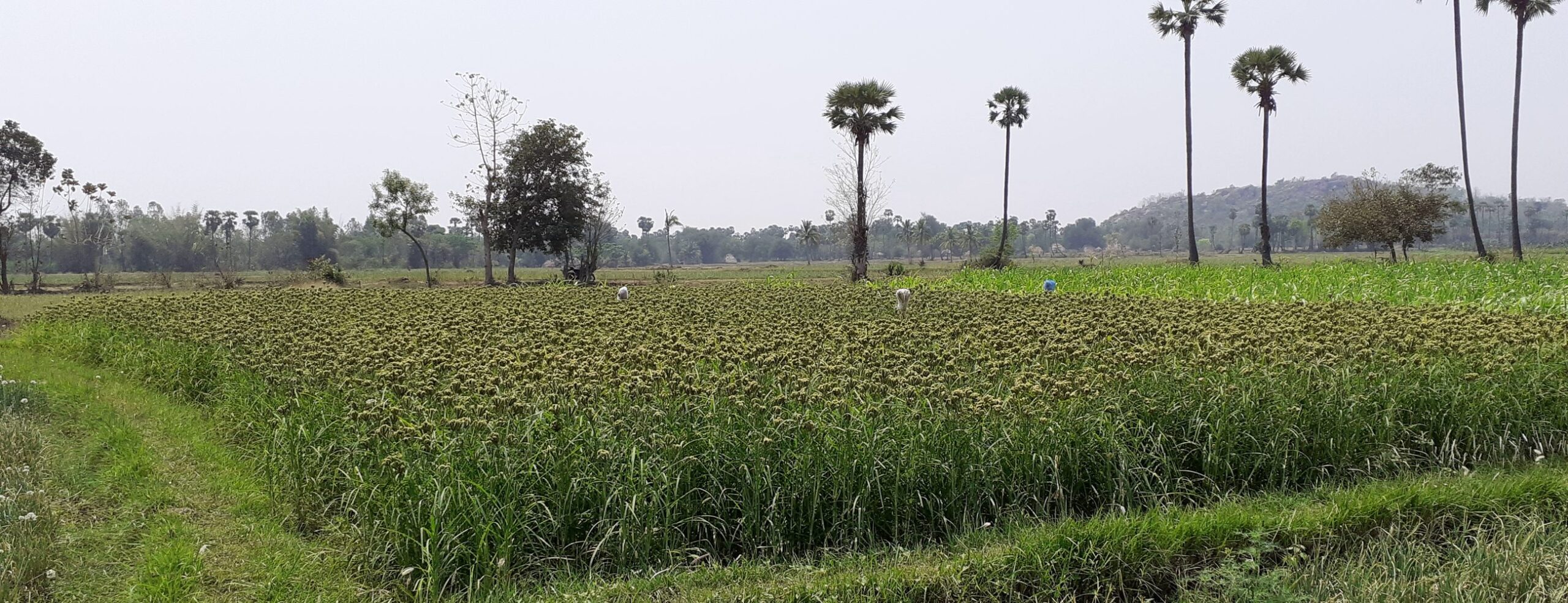 Thungabadra Farmer Producer Company