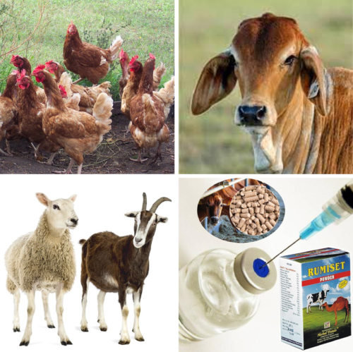Livestock Management
