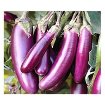 Brinjal Purple Long-Baghyamathi Seed