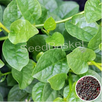 Malabar Spinach (Bachalikura) Local Seed