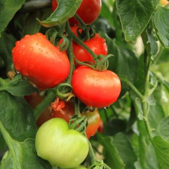 Tomato PKM-1 Seed